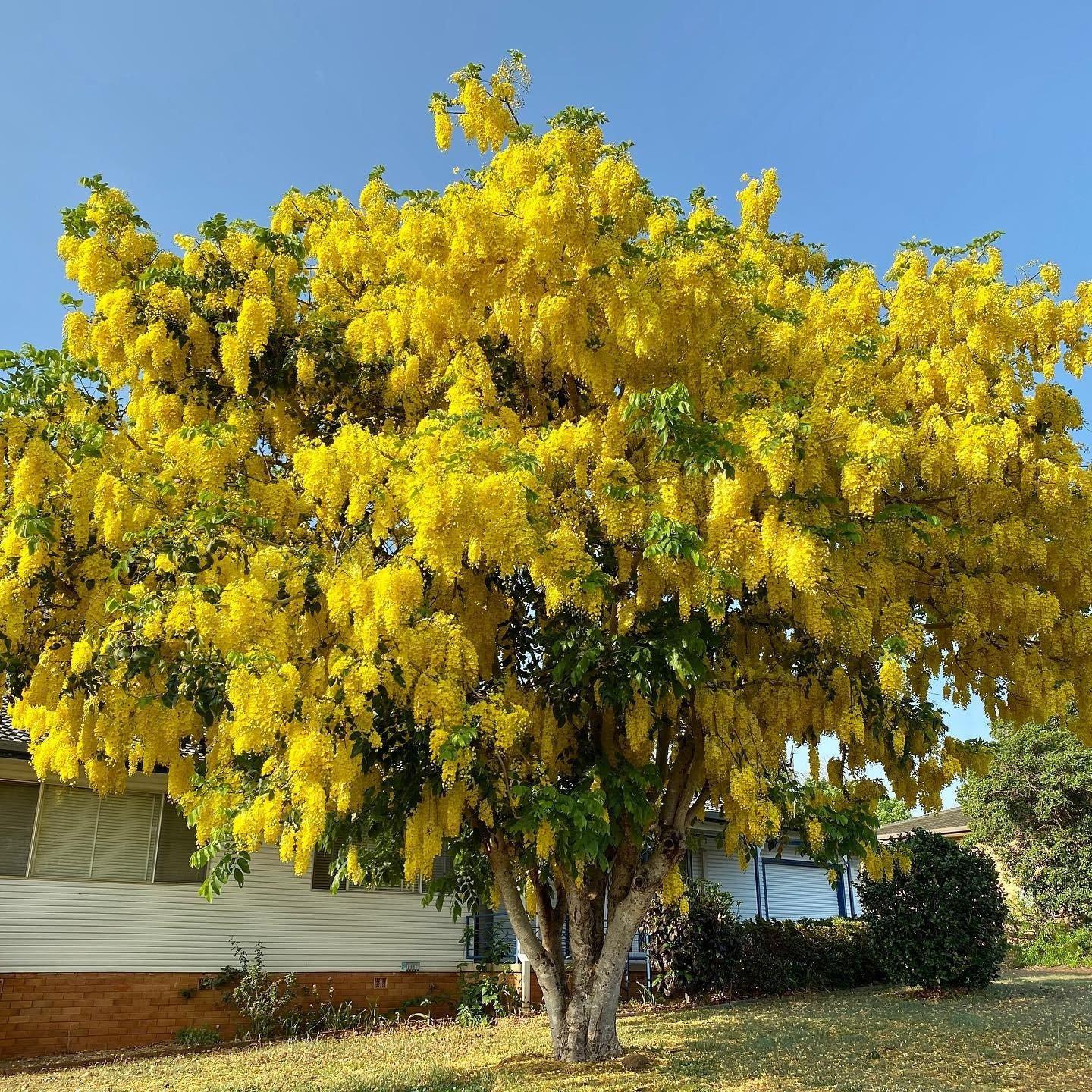 Golden Shower Tree